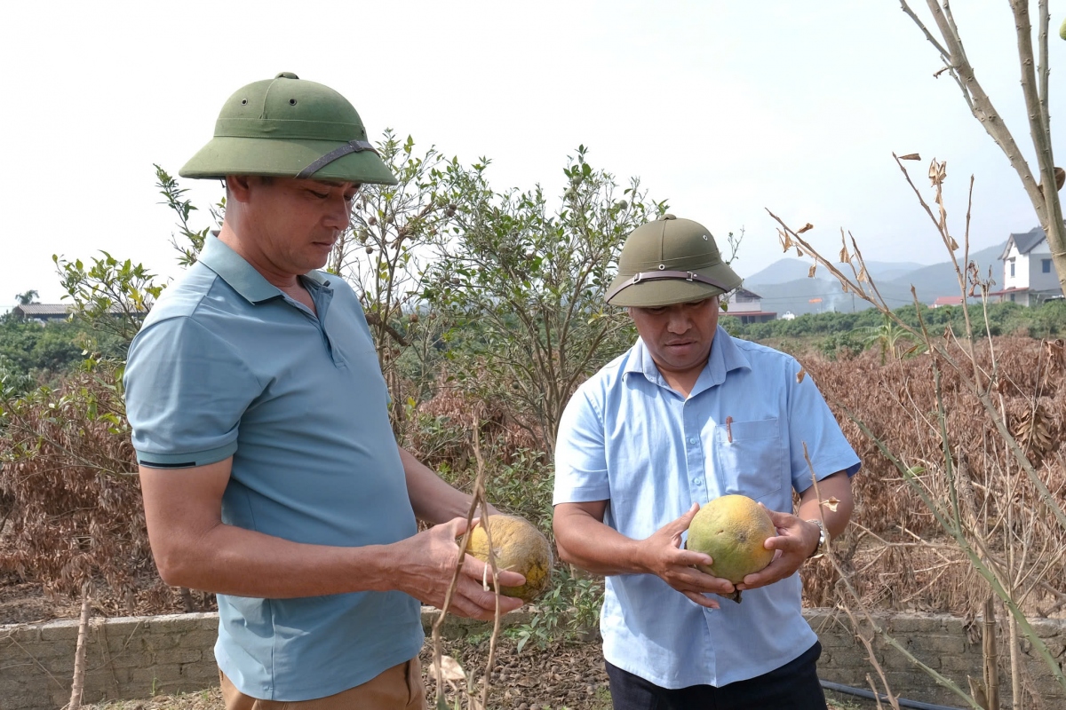 vai thieu o bac giang bi vang chay, nhieu cay an qua bi chet kho sau bao lu hinh anh 2