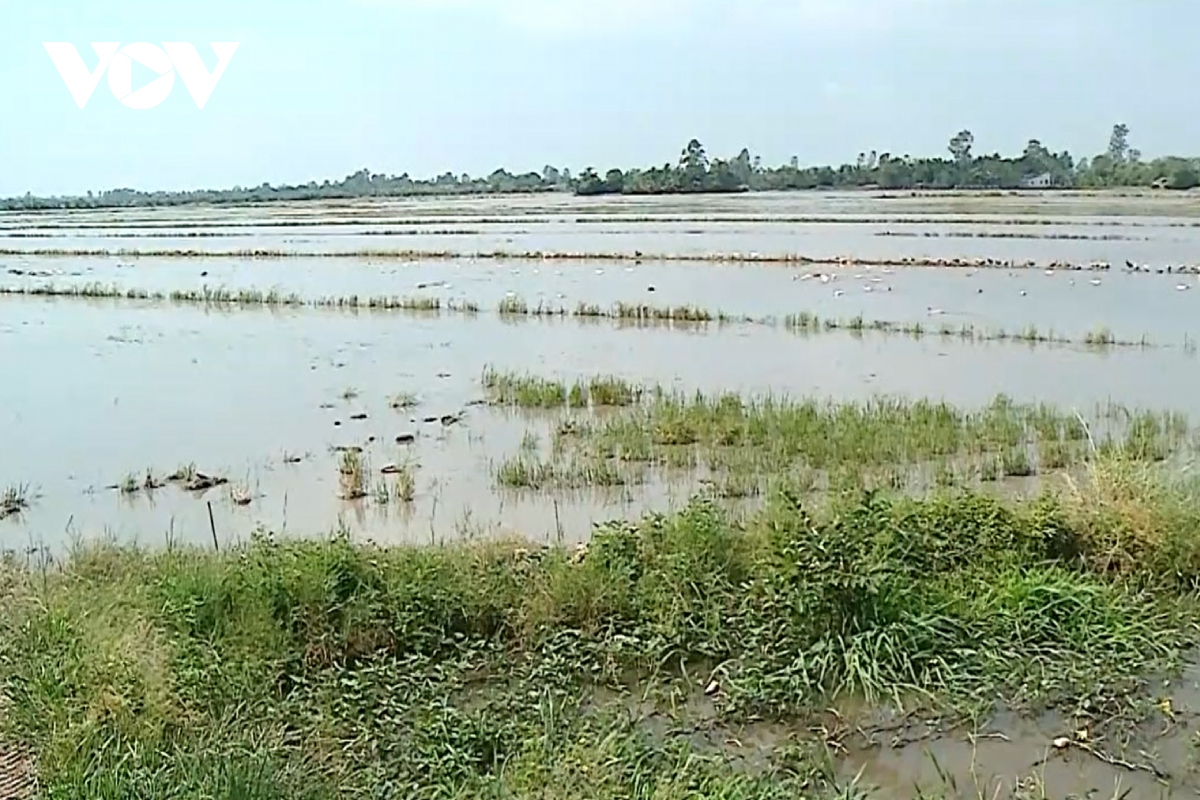 hieu qua cua viec xa lu lay phu sa o huyen binh tan, tinh vinh long hinh anh 3