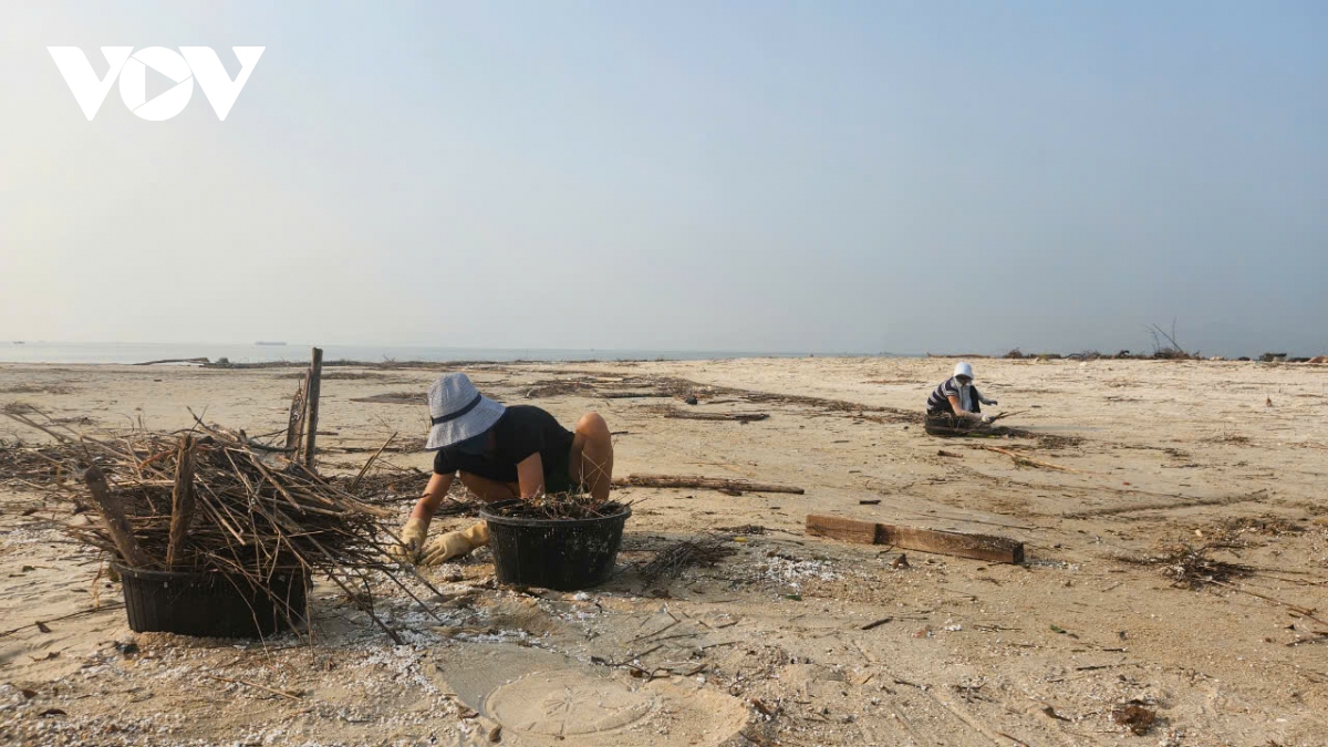 don rac sau sieu bao yagi, cau chuyen cua nguoi dan quang ninh hinh anh 2