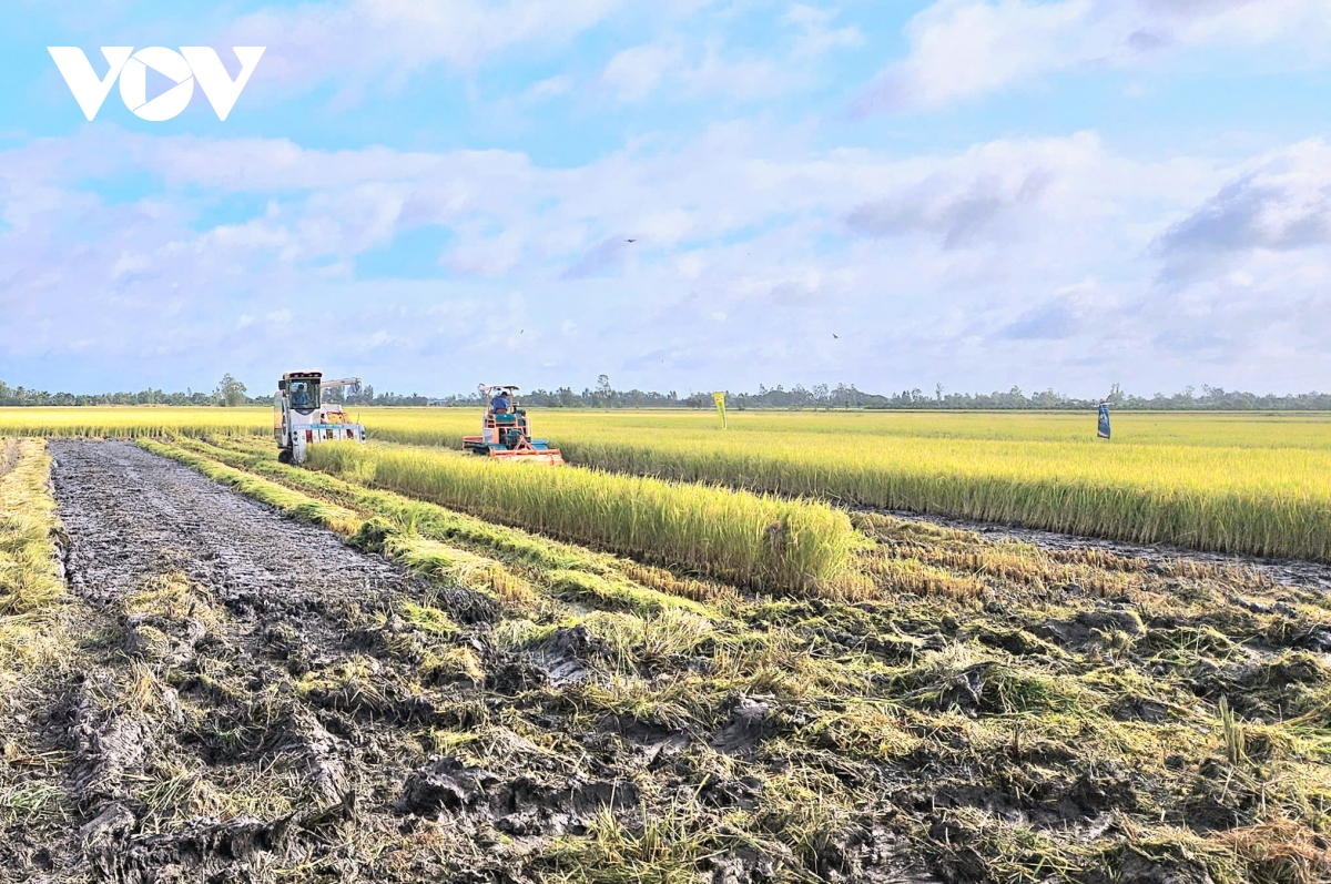 Thu hoạch lúa, vườn cây ăn quả để tránh thiệt hại lũ kết hợp với triều cường