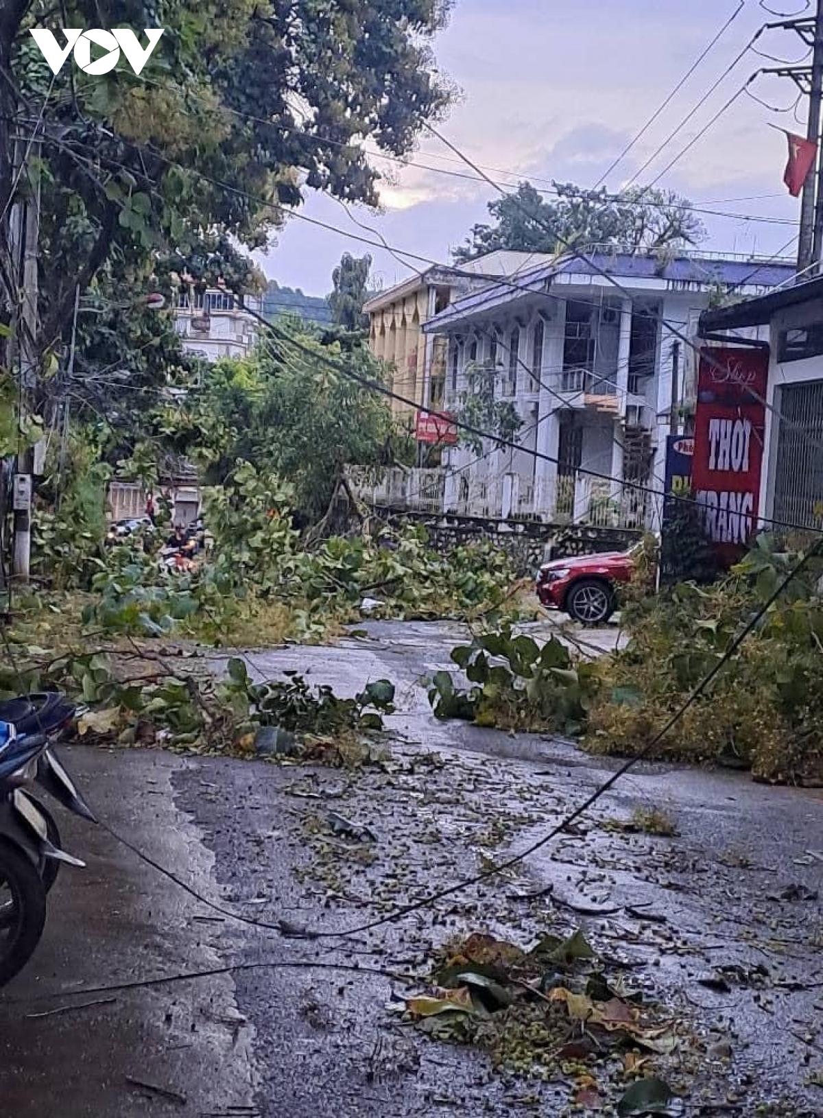 mua giong quat do cay coi, toc mai nha dan o son la hinh anh 5