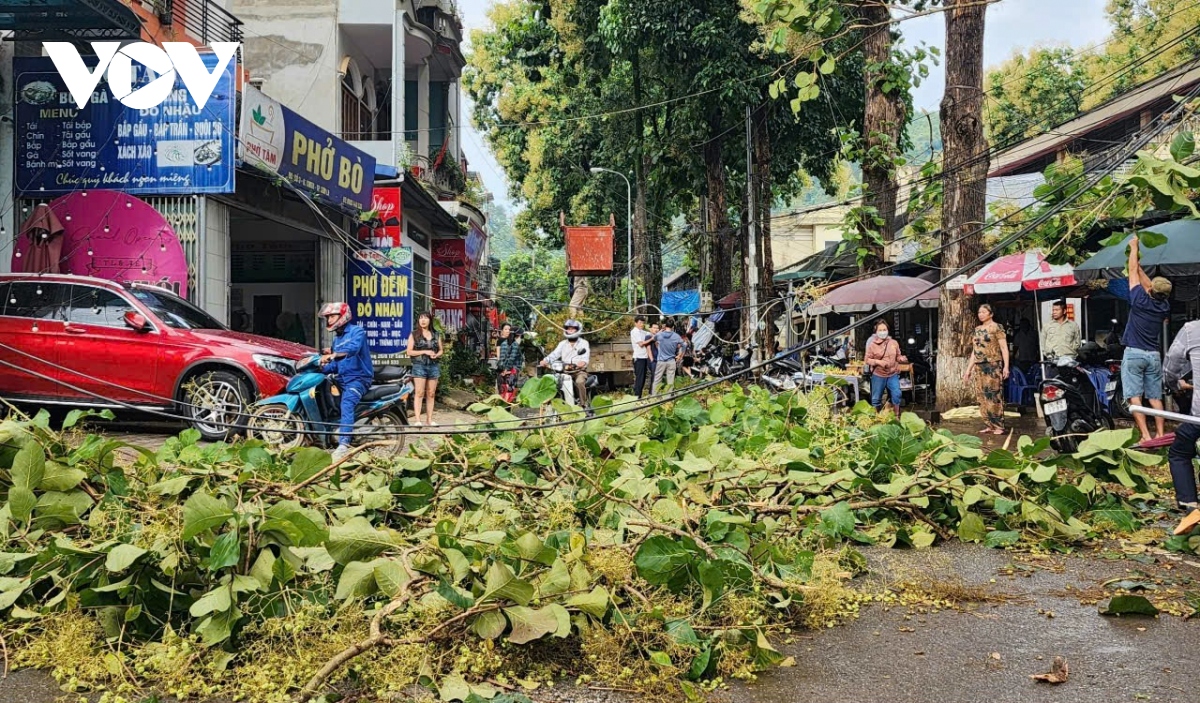 Mưa gió lớn, nhiều cây xanh ở thành phố Sơn La gãy đổ