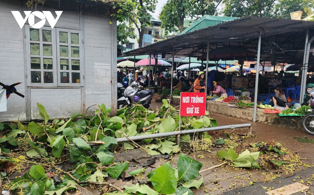 mua gio lon, nhieu cay co thu gay do o thanh pho son la hinh anh 3