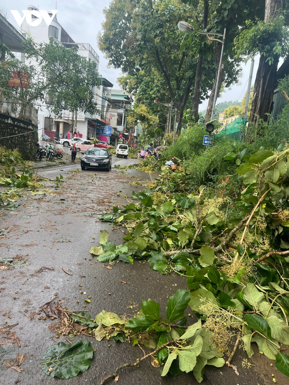 mua giong quat do cay coi, toc mai nha dan o son la hinh anh 8