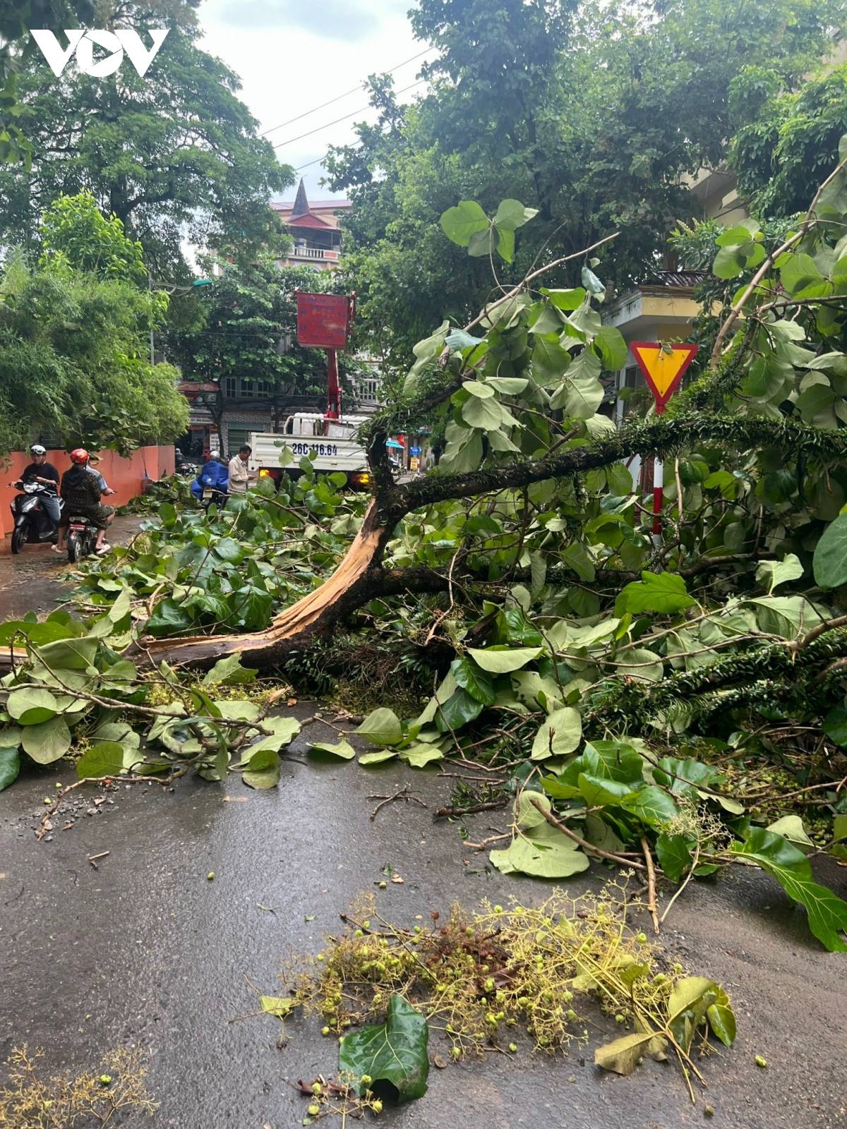 mua giong quat do cay coi, toc mai nha dan o son la hinh anh 14