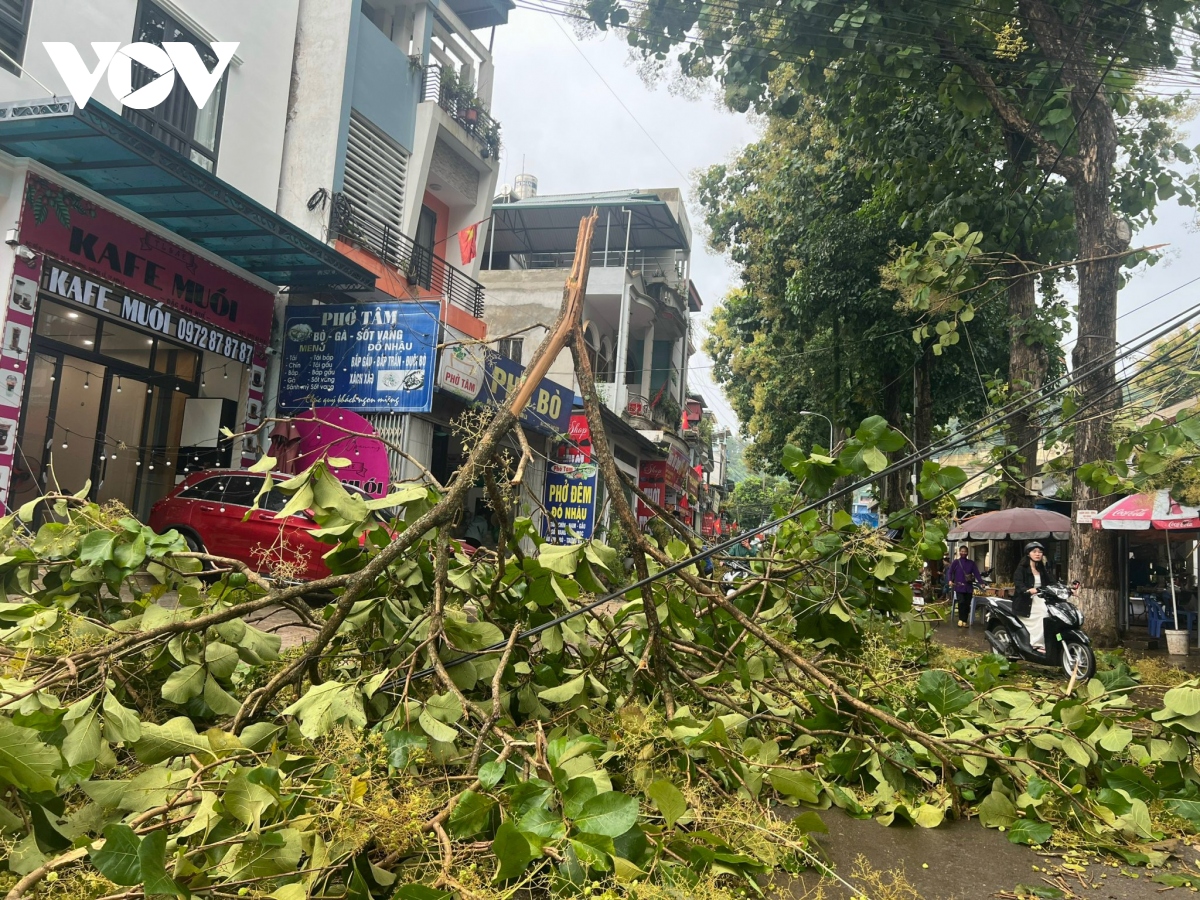 mua giong quat do cay coi, toc mai nha dan o son la hinh anh 15