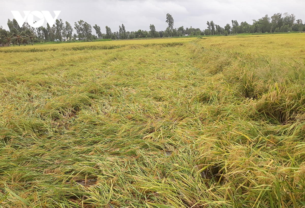 Nông dân Sóc Trăng tranh thủ thu hoạch lúa sau ảnh hưởng của đợt mưa kéo dài