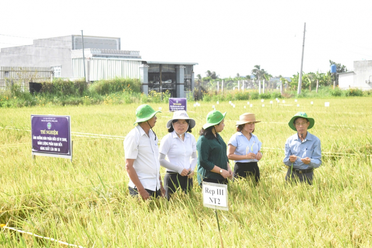 tien giang Ap dung iphm cay lua khoe, tang loi nhuan them 2,8 trieu dong ha. hinh anh 2