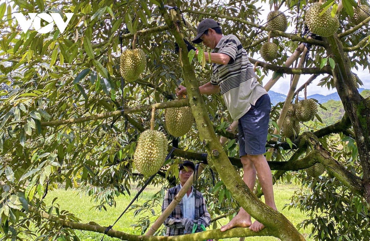 nguoi dan mien nui khanh hoa chuyen doi canh tac theo huong huu co hinh anh 2