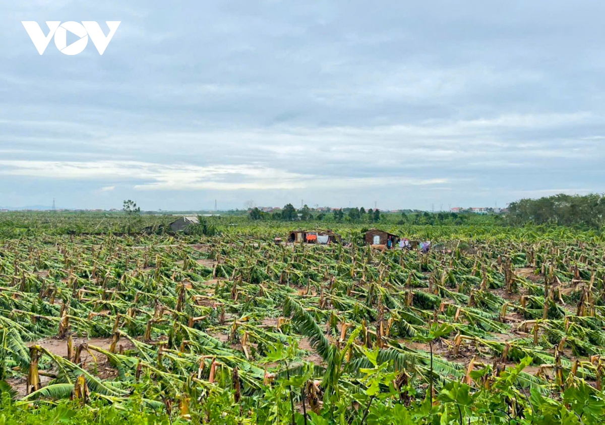 khung canh tan hoang sau bao so 3, nong dan o bac ninh lo mat trang hinh anh 1