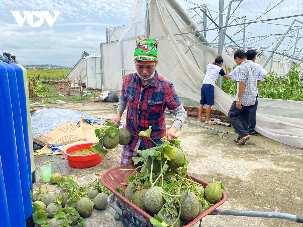 khung canh tan hoang sau bao so 3, nong dan o bac ninh lo mat trang hinh anh 3