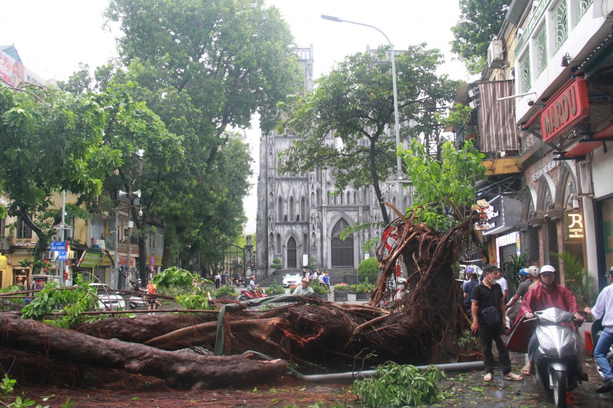 cay do la liet khap pho, ha noi va cac dia phuong khan truong thu don hinh anh 38