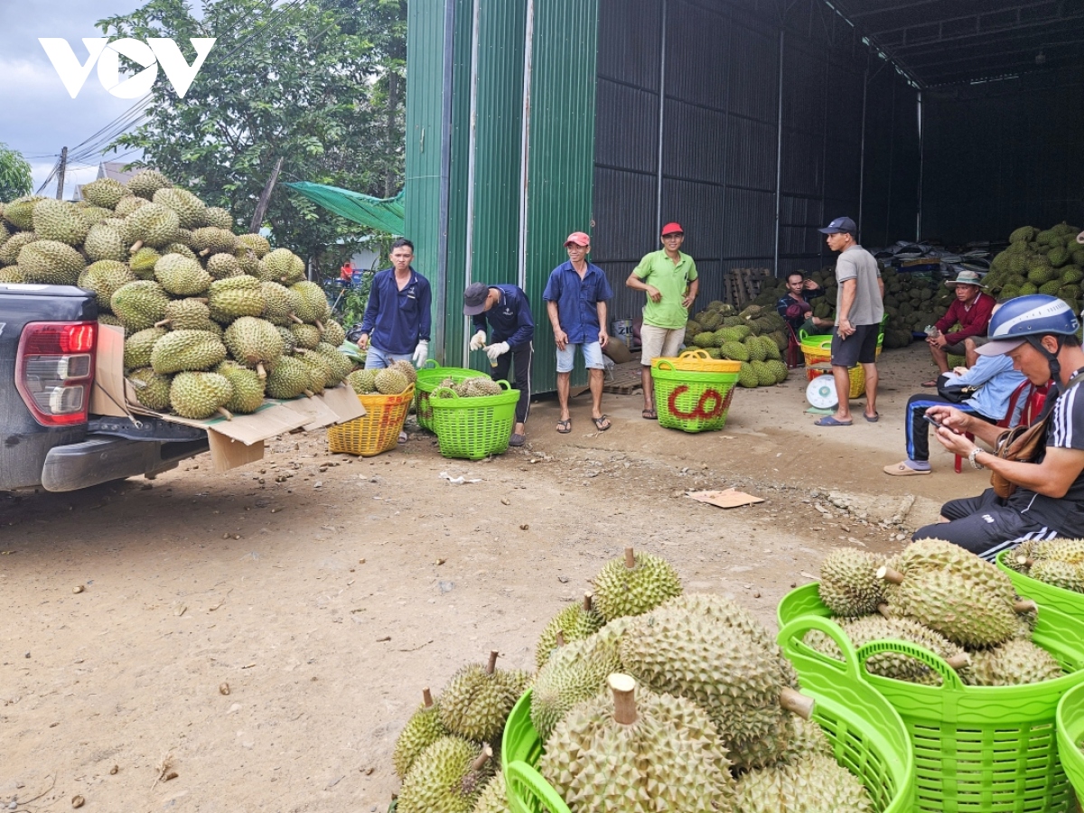 nguoi dan mien nui khanh hoa chuyen doi canh tac theo huong huu co hinh anh 1