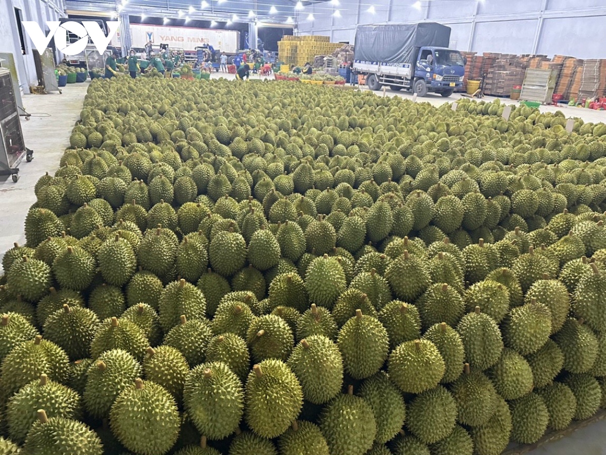 Sầu riêng giá rẻ đổ bộ Hà Nội, chỉ từ 35.000 đồng/kg