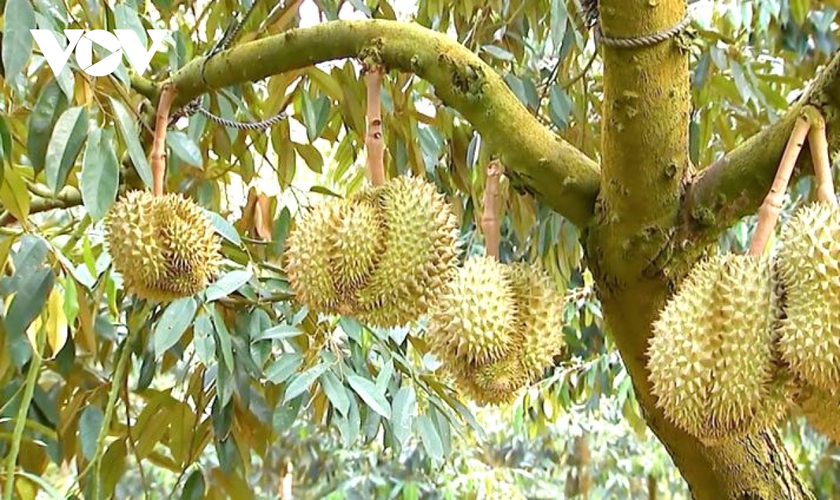 Hỗ trợ địa phương kiểm soát chất lượng sầu riêng phục vụ xuất khẩu