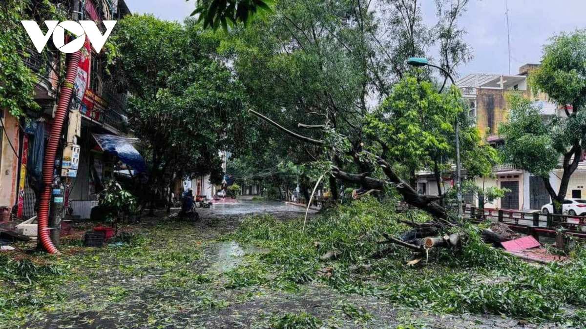 cay do la liet khap pho, ha noi va cac dia phuong khan truong thu don hinh anh 9