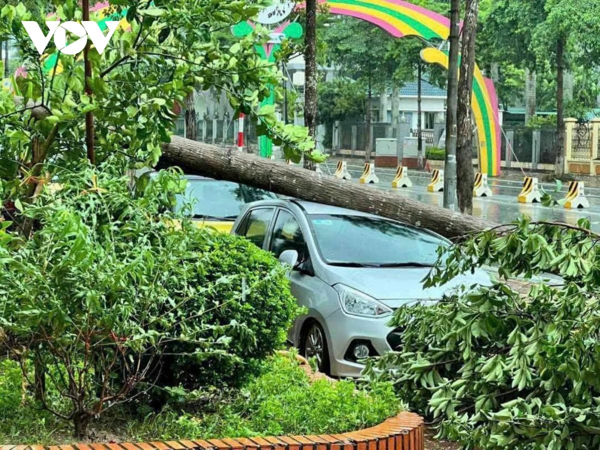 cay do la liet khap pho, ha noi va cac dia phuong khan truong thu don hinh anh 11