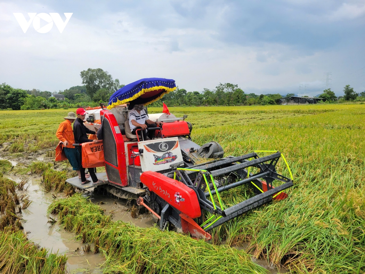 nguoi dan thanh hoa chay dua gat lua truoc khi bao so 3 do bo hinh anh 1