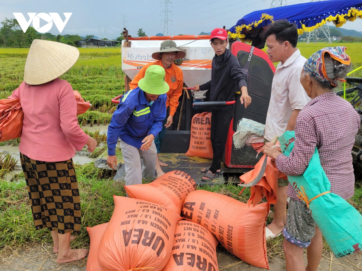 nguoi dan thanh hoa chay dua gat lua truoc khi bao so 3 do bo hinh anh 11