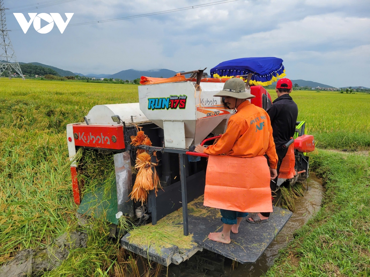 nguoi dan thanh hoa chay dua gat lua truoc khi bao so 3 do bo hinh anh 3