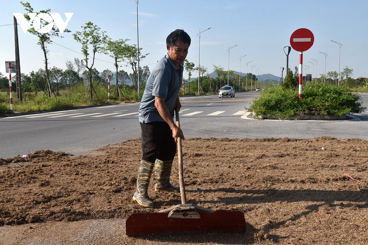 xot xa nong dan gat thoc thoi moc mam phoi day duong o ngoai thanh ha noi hinh anh 6