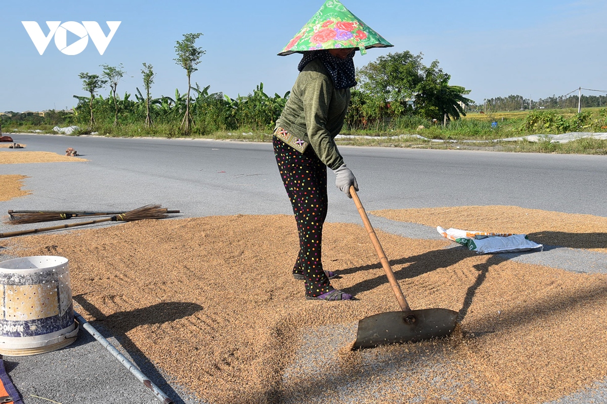 xot xa nong dan gat thoc thoi moc mam phoi day duong o ngoai thanh ha noi hinh anh 10