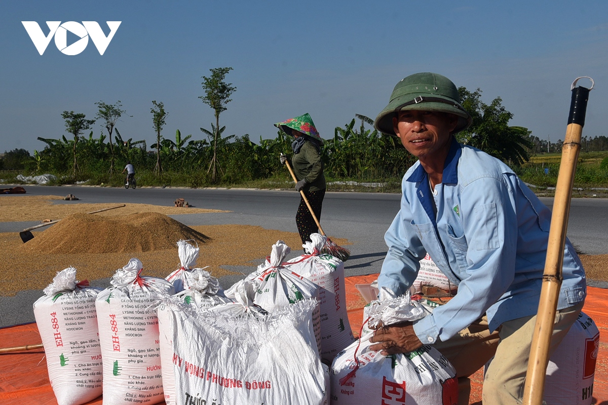 xot xa nong dan gat thoc thoi moc mam phoi day duong o ngoai thanh ha noi hinh anh 9