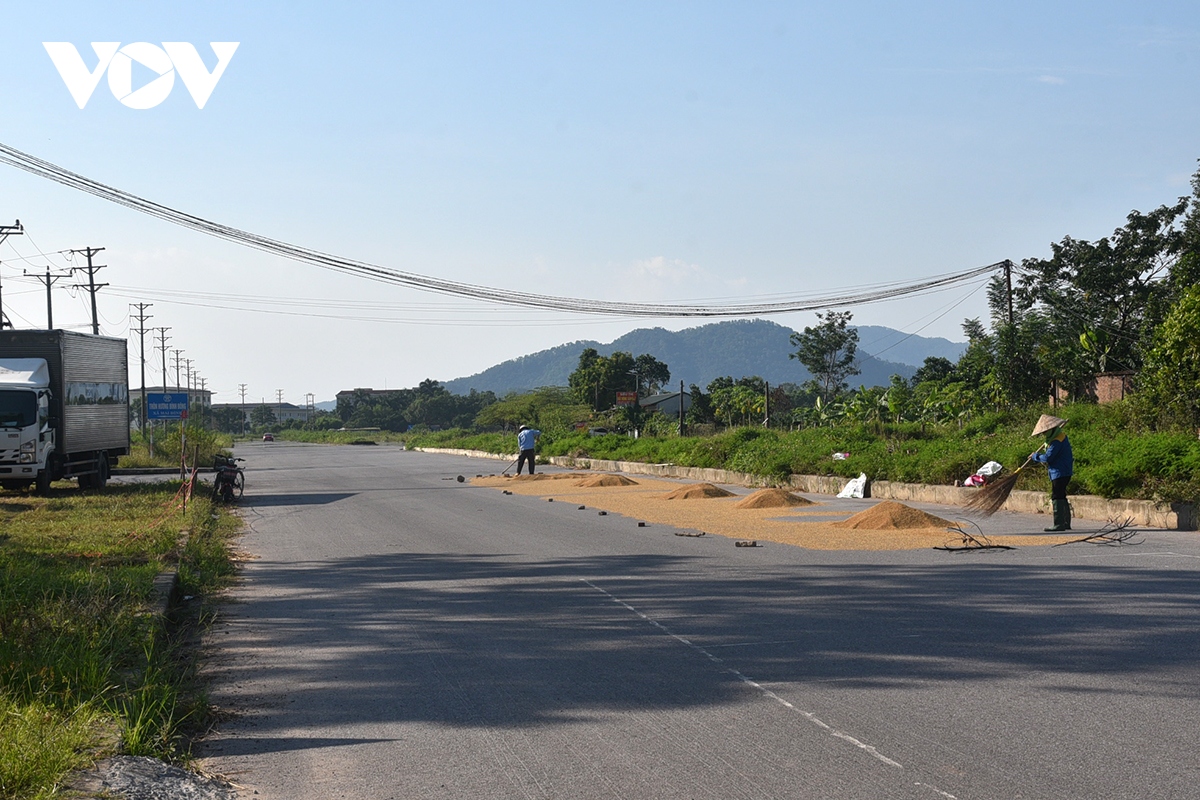 xot xa nong dan gat thoc thoi moc mam phoi day duong o ngoai thanh ha noi hinh anh 1