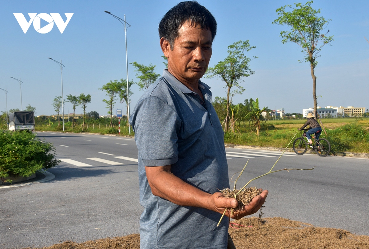 xot xa nong dan gat thoc thoi moc mam phoi day duong o ngoai thanh ha noi hinh anh 7