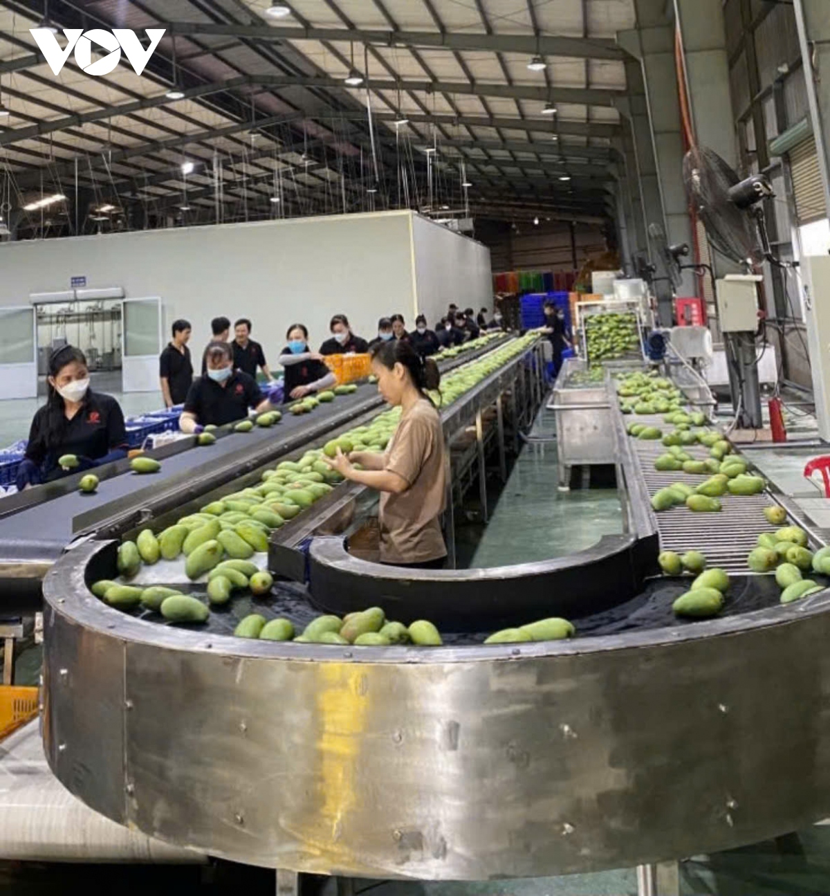 Trái cây ồ ạt xuất ngoại, doanh nghiệp thu tiền nhiều kỷ lục lịch sử