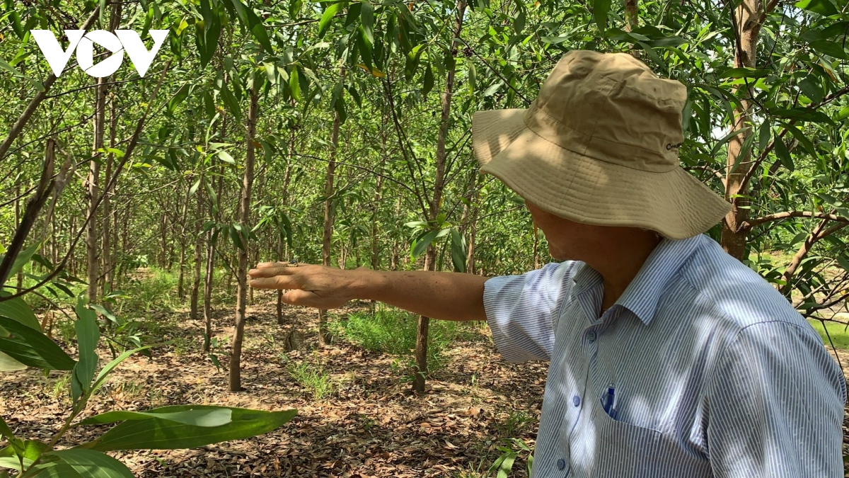 Chắt chiu nguồn lực để phát triển rừng