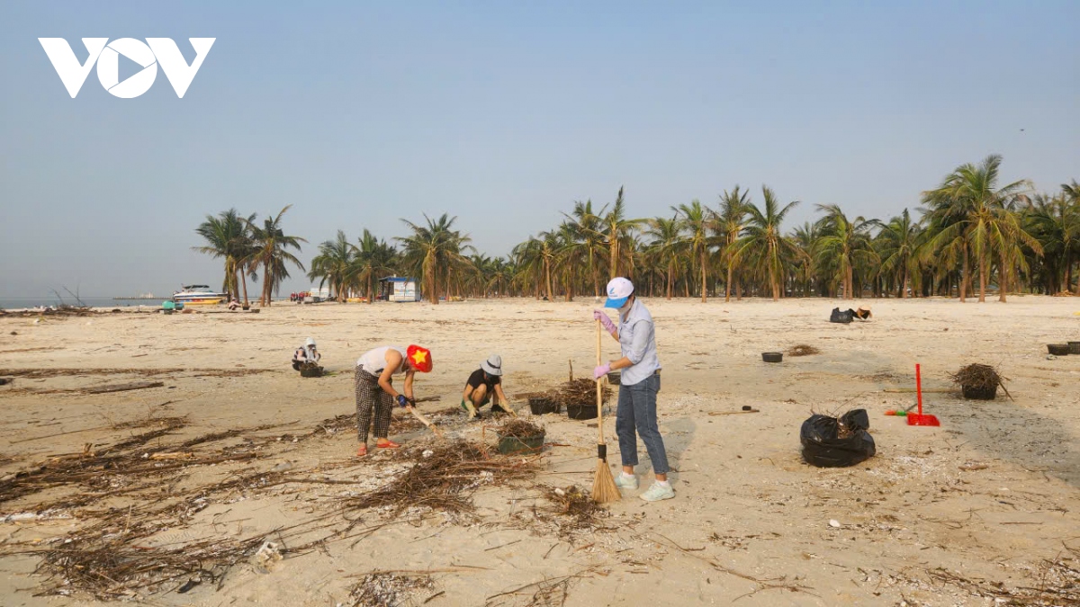 don rac sau sieu bao yagi, cau chuyen cua nguoi dan quang ninh hinh anh 1