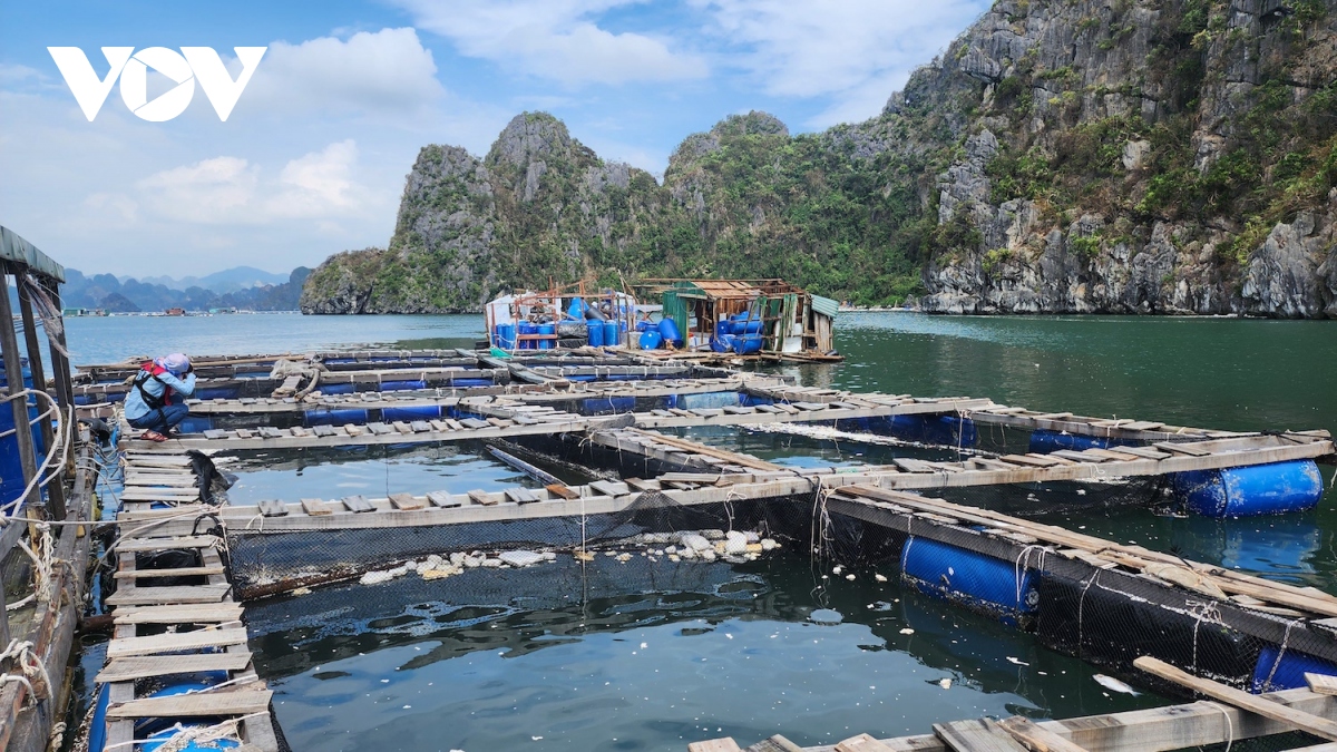 Người nuôi trồng thủy hải sản Vân Đồn làm lại từ con số không