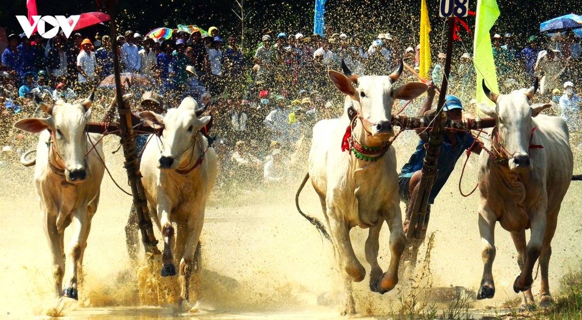 nhung hinh anh an tuong trong hoi dua bo bay nui an giang hinh anh 5