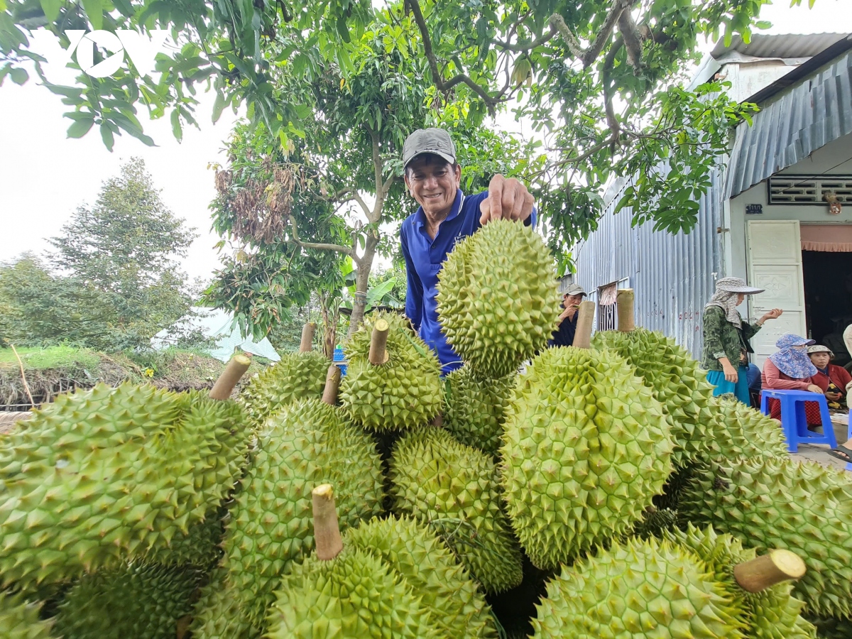 gia cay sau rieng giong tang manh do cung khong du cau hinh anh 2