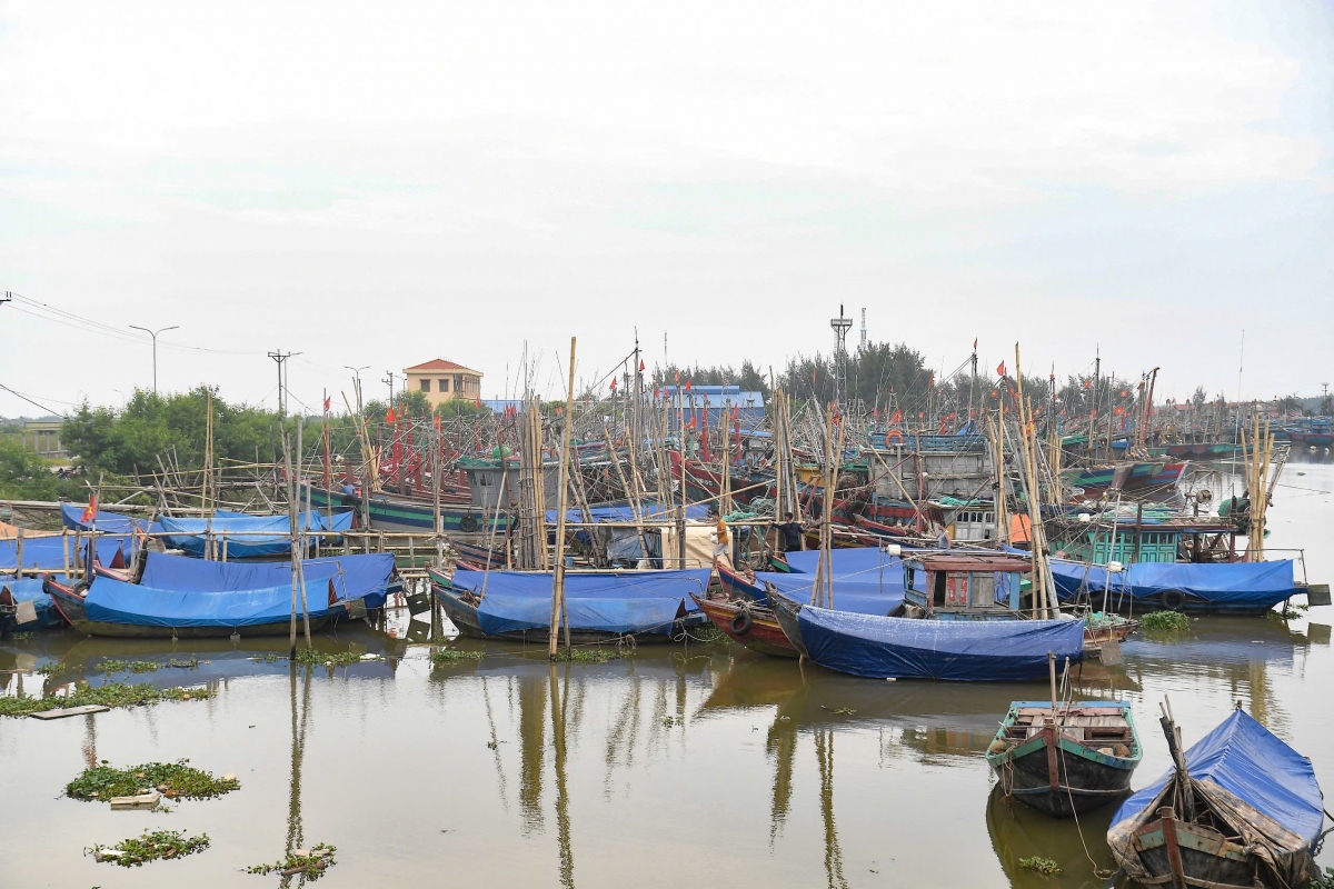 nguoi dan nam Dinh cat tia cay, hoi ha dua tau thuyen vao noi tranh tru bao so 3 hinh anh 3