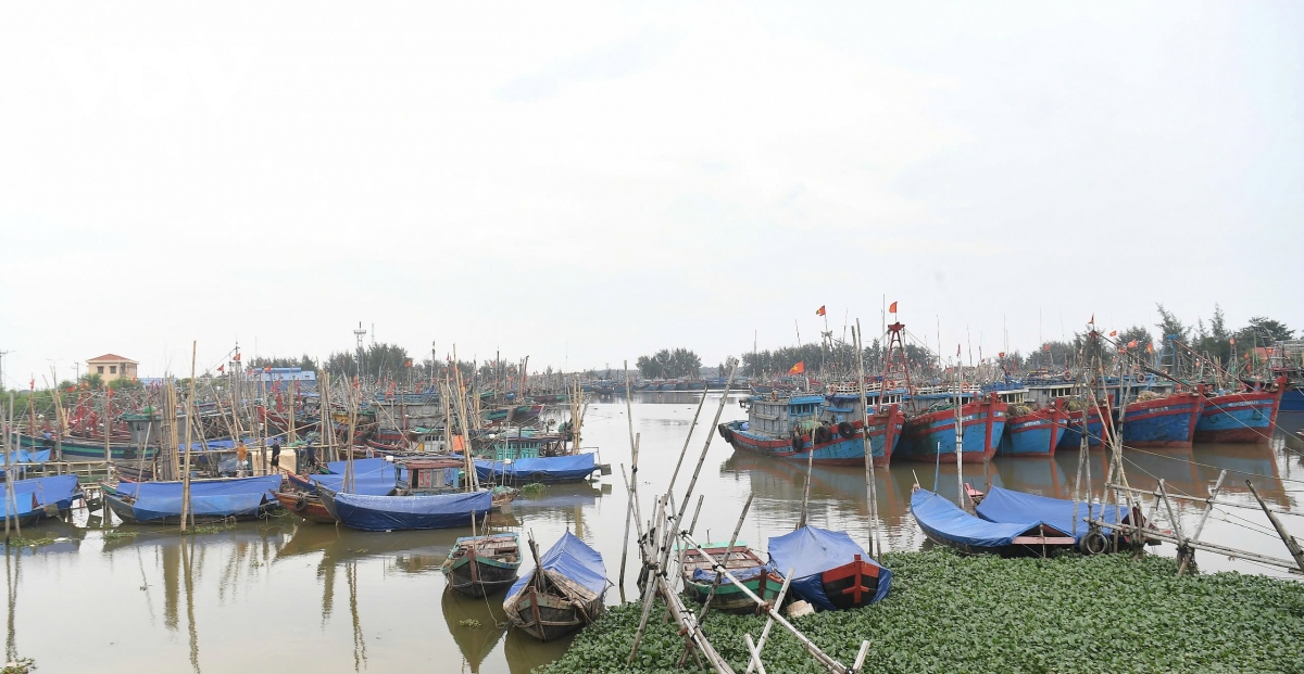 nguoi dan nam Dinh cat tia cay, hoi ha dua tau thuyen vao noi tranh tru bao so 3 hinh anh 1