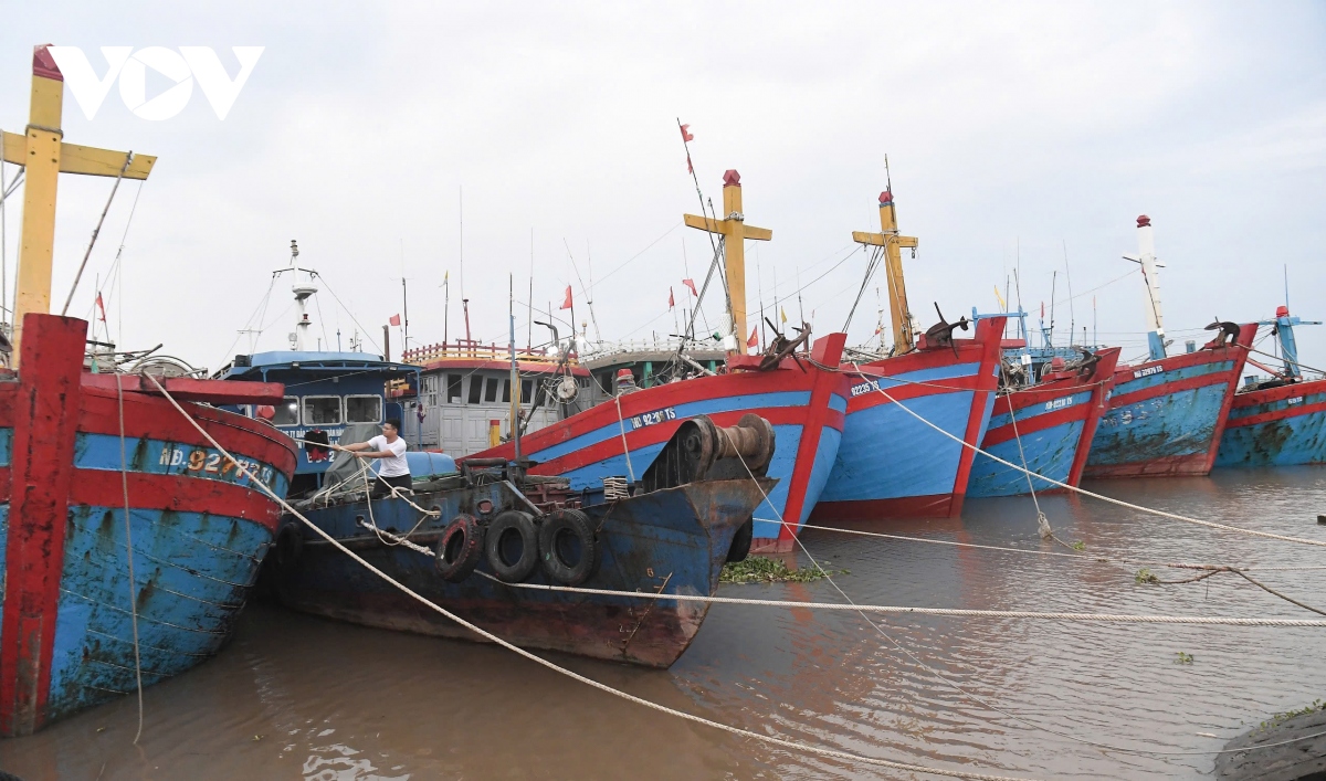 nguoi dan nam Dinh cat tia cay, hoi ha dua tau thuyen vao noi tranh tru bao so 3 hinh anh 6