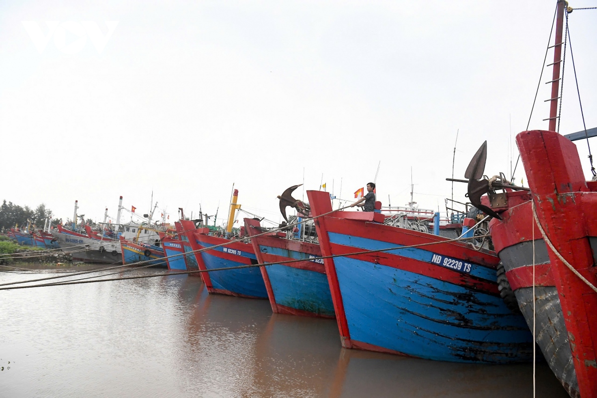 nguoi dan nam Dinh cat tia cay, hoi ha dua tau thuyen vao noi tranh tru bao so 3 hinh anh 12