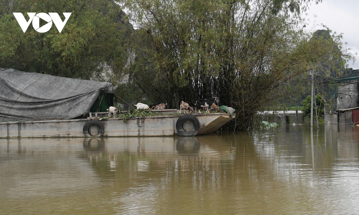 hang nghin ho dan o ninh binh bi ngap nang khi nuoc lu dang cao hinh anh 14