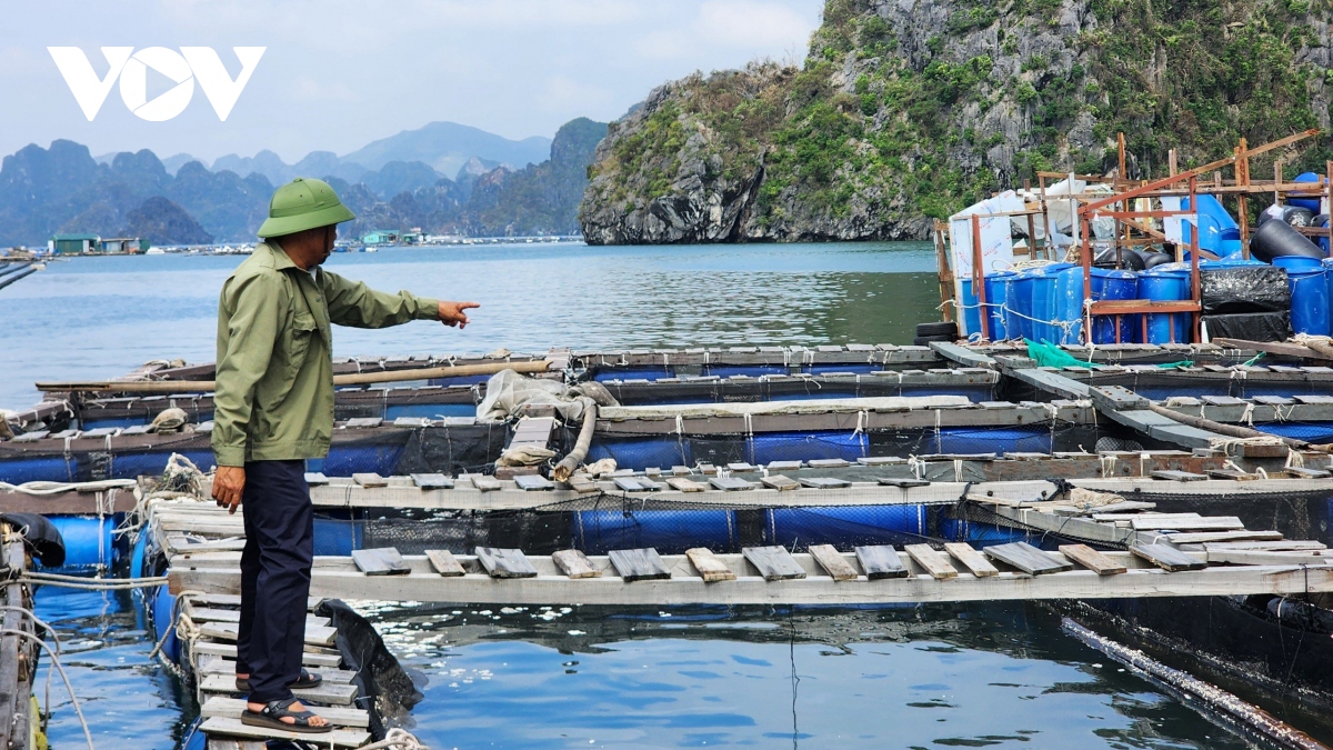 Nước mắt của biển