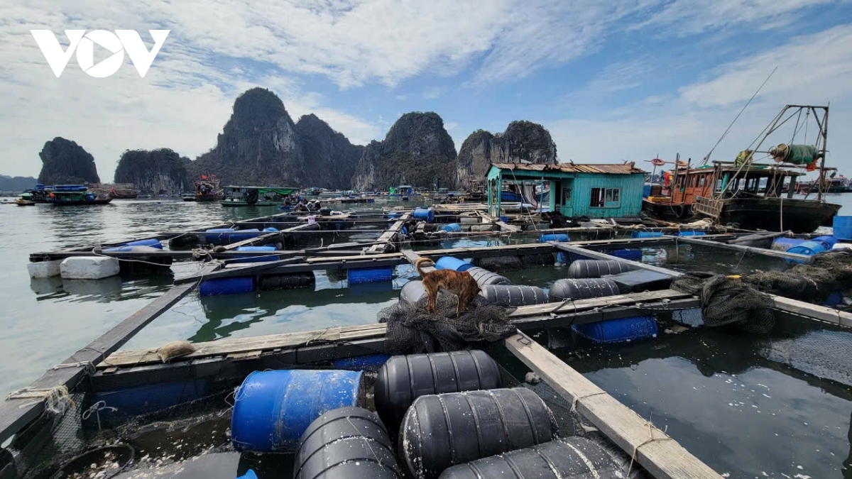 nuong nho vao bien, khoi phuc dien tich thuy hai san hinh anh 4