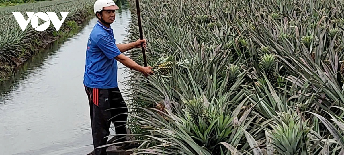 mua mua trai khom dua gia ki luc, nong dan tien giang boi thu hinh anh 1