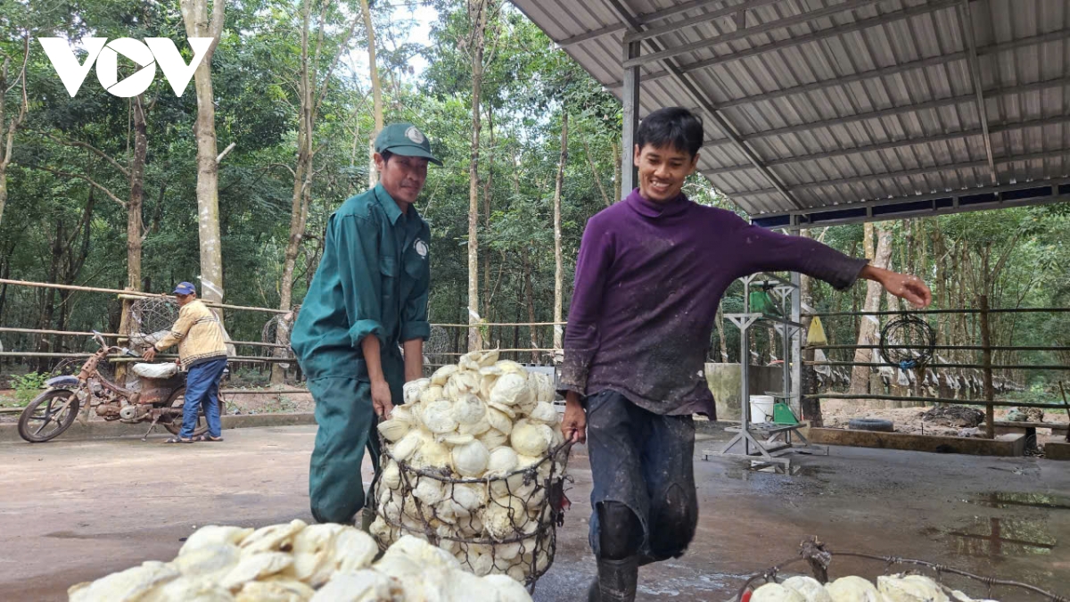  phu rieng Do - lich su phong trao cong nhan mai duoc khac ghi hinh anh 5