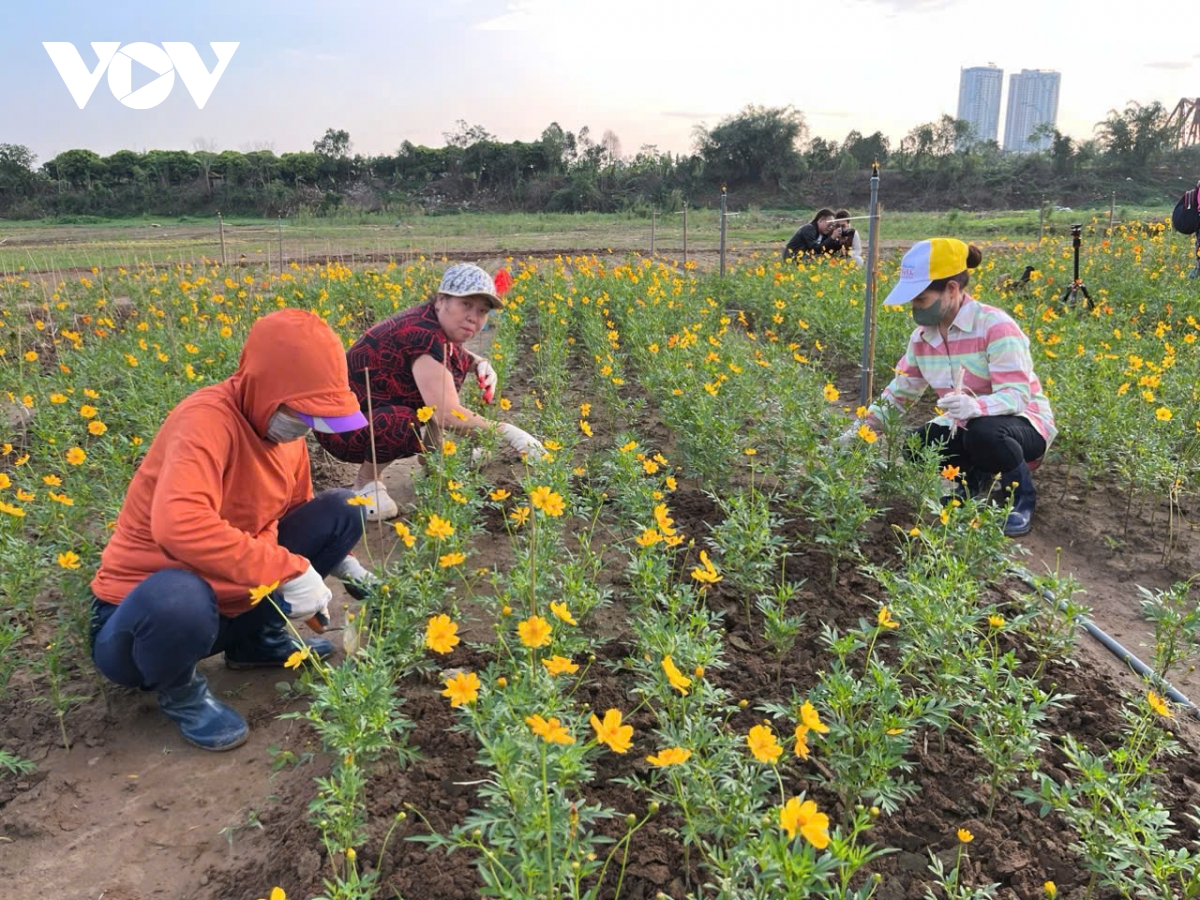 ngo ngan truoc ve dep cua rung hoa cuc duoi chan cau long bien hinh anh 13