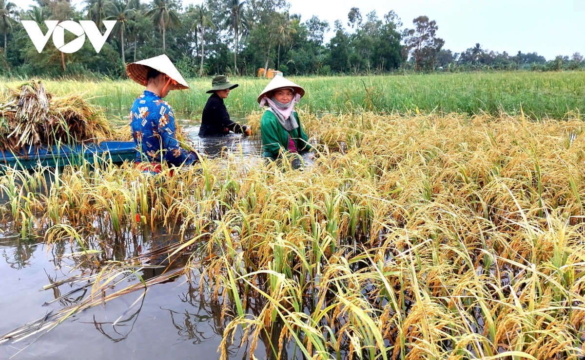 buồn vui mùa nước nổi ở cà mau hình ảnh 13 buon vui mua nuoc noi o ca mau hinh anh 13
