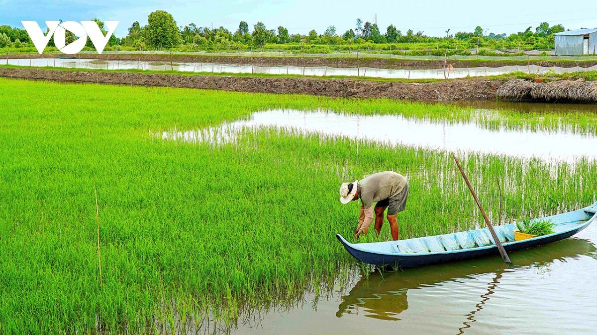 Cà Mau thuận lợi xuống giống vụ lúa trên đất nuôi tôm