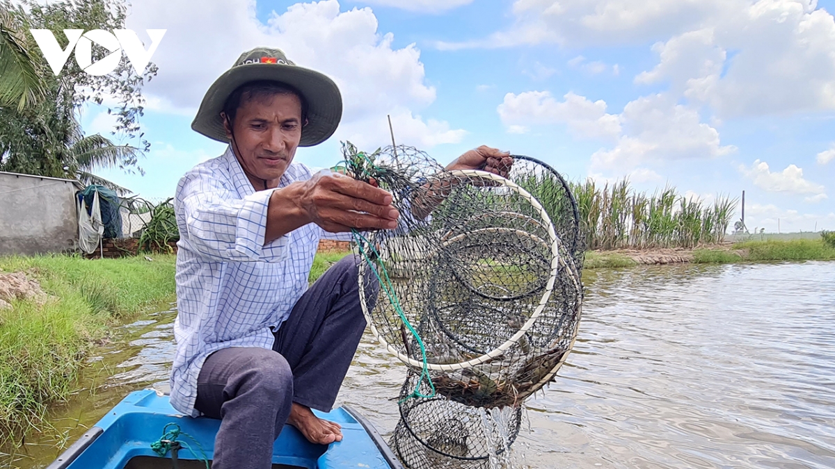 về cà mau thăm vùng nuôi tôm - lúa sinh thái hình ảnh 1 ve ca mau tham vung nuoi tom - lua sinh thai hinh anh 1