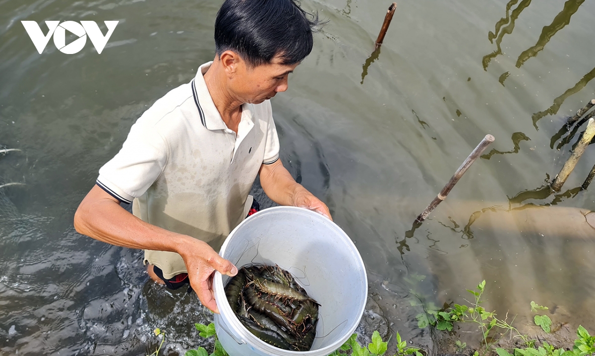 về cà mau thăm vùng nuôi tôm - lúa sinh thái hình ảnh 2 ve ca mau tham vung nuoi tom - lua sinh thai hinh anh 2