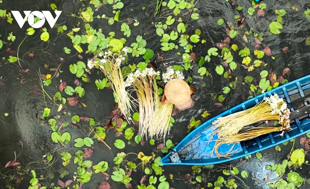 Buồn vui “mùa nước nổi” ở Cà Mau